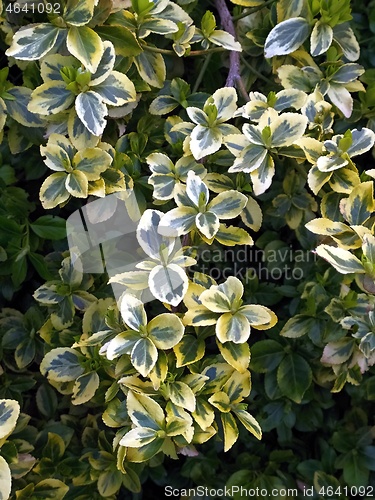 Image of euonymus shrub