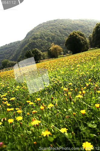 Image of Flowers landscape