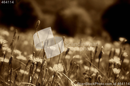 Image of Flowers landscape