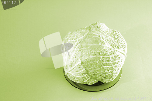 Image of Green cabbage vegetable