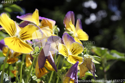 Image of Flower