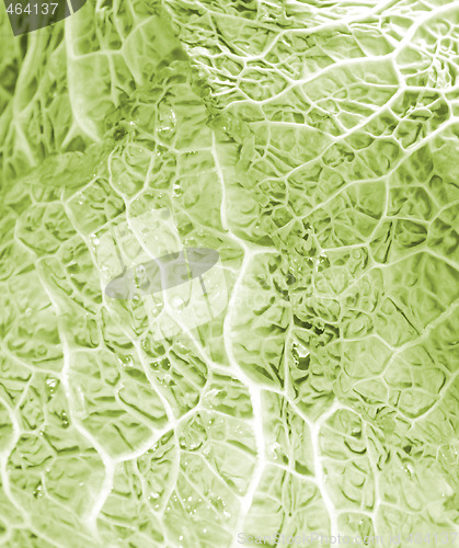 Image of Green cabbage vegetable