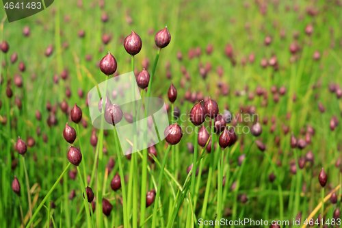 Image of Allium schoenoprasum or Chives Buds