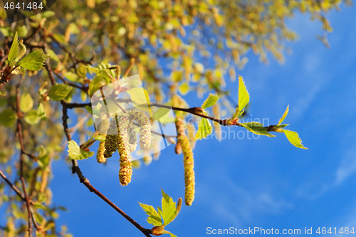 Image of Birch Tree Blossoms in the Spring