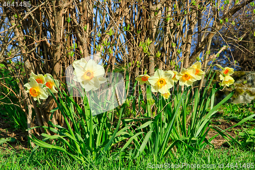 Image of Daffodils in Spring Garden