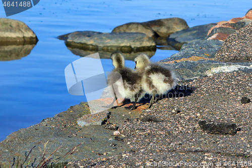 Image of Look Before You Leap