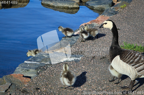 Image of Adult Goose Leading Goslings to Sea