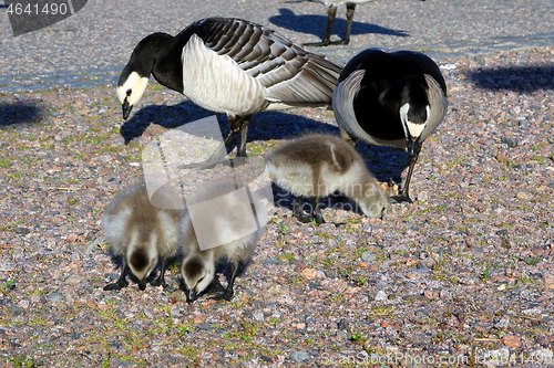 Image of Barnacle Geese with Goslings