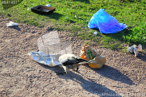 Image of Hooded Crow Pecking Foil Food Container 