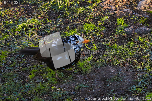 Image of Leucistic Blackbird, Turdus merula