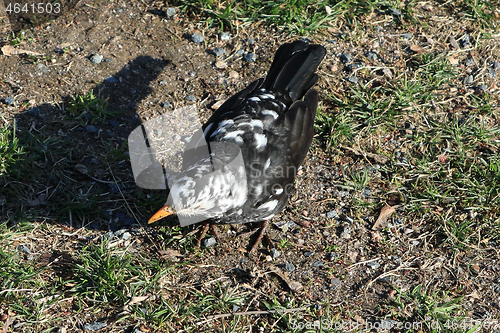 Image of Leucistic Blackbird, Turdus merula, Male