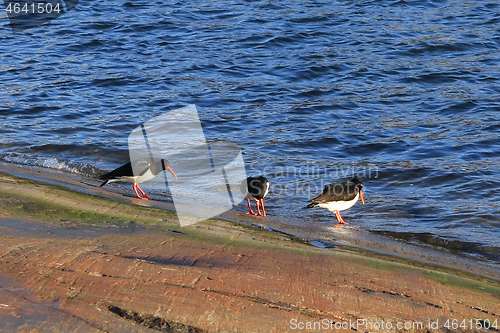 Image of Eurasian oystercatchers by the Sea