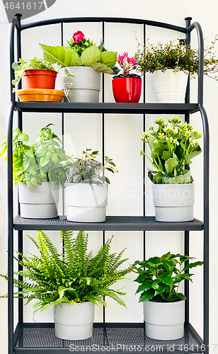 Image of flower pots on the balcony