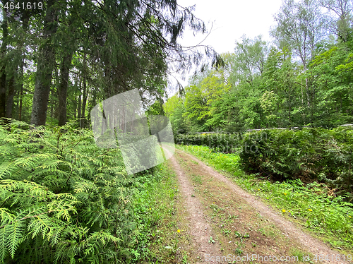 Image of beauriful summer forest