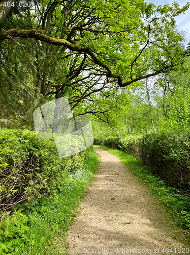 Image of beauriful summer forest