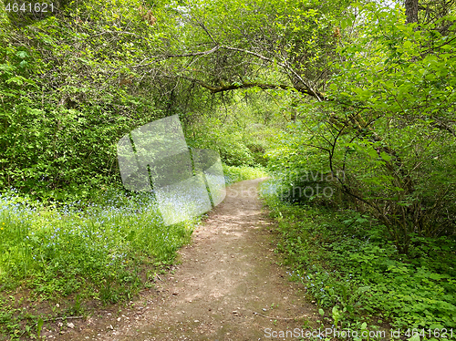 Image of beauriful summer forest