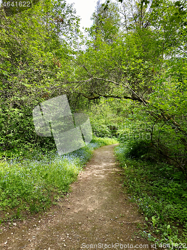 Image of beauriful summer forest