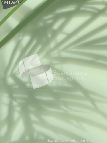 Image of palm tree shadows