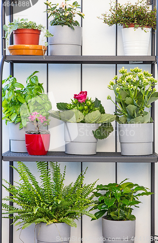 Image of flower pots on the balcony