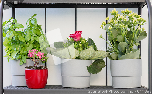 Image of flower pots on the balcony