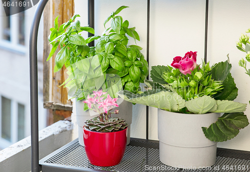 Image of flower pots on the balcony