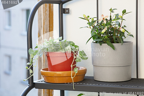 Image of flower pots on the balcony