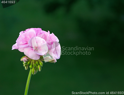 Image of blooming pelargonium flower