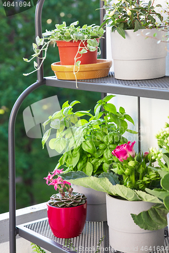 Image of flower pots on the balcony