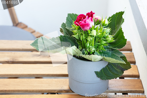 Image of flower pot on the balcony