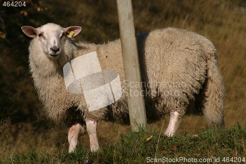 Image of Sheep