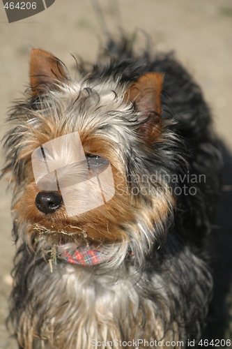 Image of Silky terrier