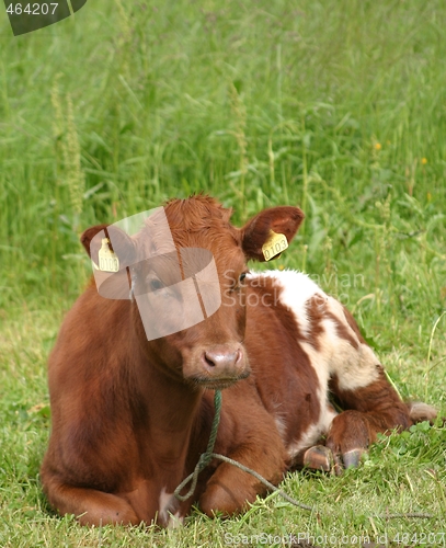 Image of Cow resting