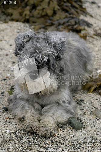 Image of Miniature schnauzer