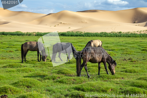 Image of Horses eating grass in Gobi Desert