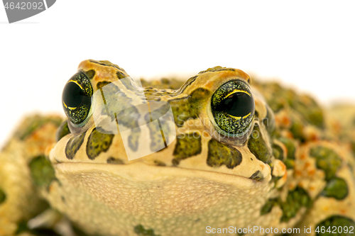 Image of toad macro portrait