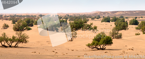 Image of Sand dunes and trees in Sahara desert