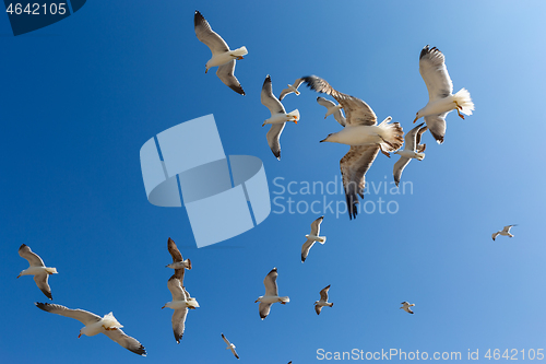 Image of Many seagulls fly against the blue sky