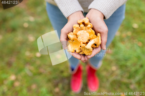 Image of close up of woman hands with mushrooms in forest