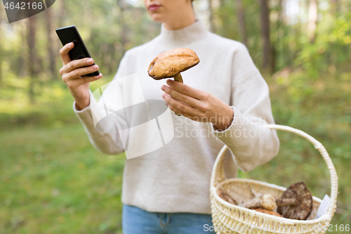 Image of woman using smartphone to identify mushroom