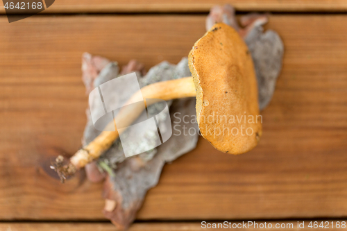 Image of suillus bovinus mushroom on wooden background