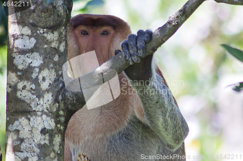 Image of Nose-Monkey in Borneo