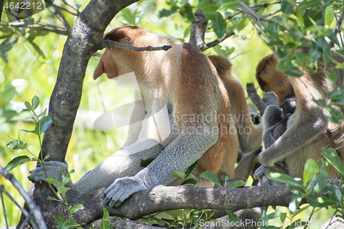 Image of Nose-Monkey in Borneo