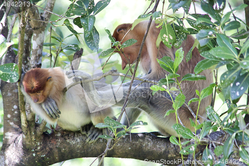 Image of Nose-Monkey in Borneo