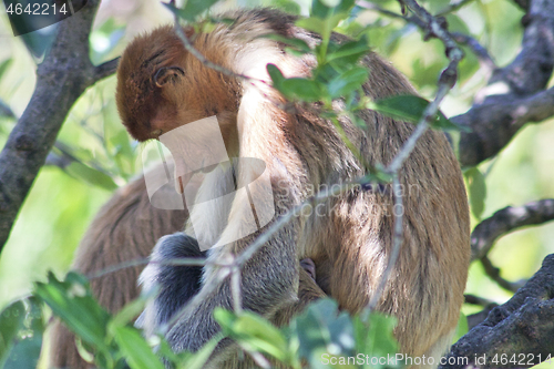 Image of Nose-Monkey in Borneo