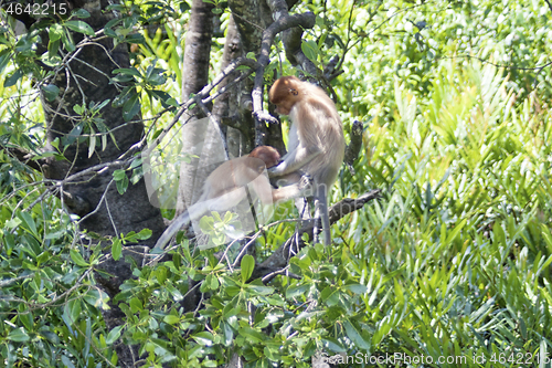 Image of Nose-Monkey in Borneo