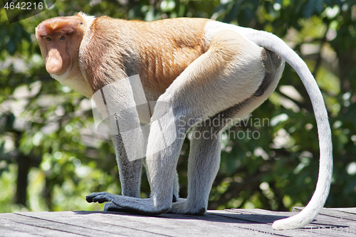 Image of Nose-Monkey in Borneo