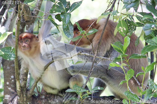 Image of Nose-Monkey in Borneo