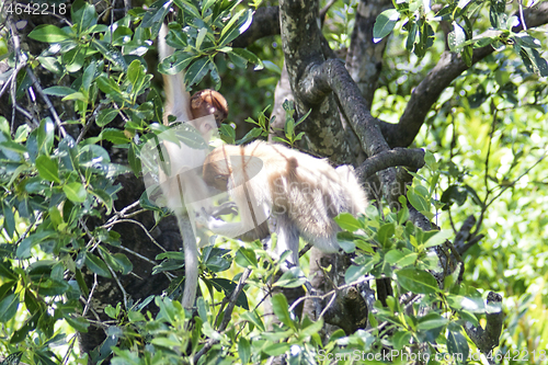 Image of Nose-Monkey in Borneo