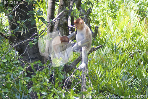 Image of Nose-Monkey in Borneo