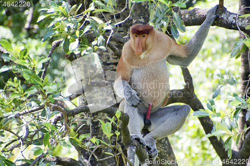 Image of Nose-Monkey in Borneo